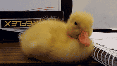 DB.gif